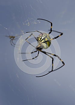 Spider