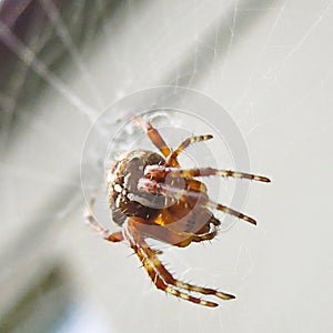 Spider