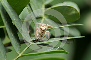 Spider