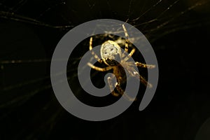 Spider