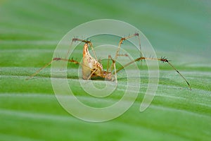 Spider , Aarey Milk Colony