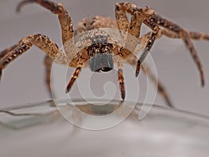 Spider advancing - arachnophobia nightmare