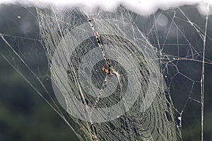 Spider afternoon