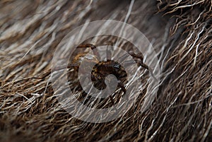 Spider in an animal in 2009