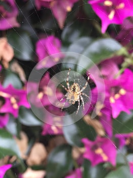 Spider photo