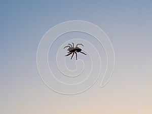 Spider anthropod animal