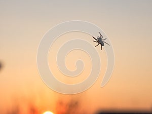 Spider anthropod animal photo