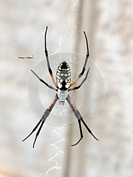 Spider arachnid garden web