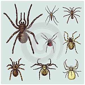 Spider or arachnid species, most dangerous insects in the world, old vintage for halloween or phobia design. hand drawn