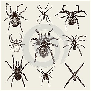 Spider or arachnid species, most dangerous insects in the world, old vintage for halloween or phobia design. hand drawn