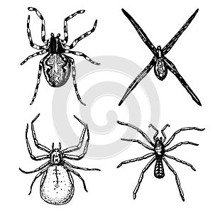 Spider or arachnid species, most dangerous insects in the world, old vintage for halloween or phobia design. hand drawn