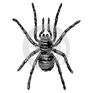 Spider or arachnid species, most dangerous insects in the world, old vintage for halloween or phobia design. hand drawn