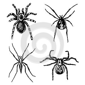 Spider or arachnid species, most dangerous insects in the world, old vintage for halloween or phobia design. hand drawn