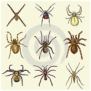 Spider or arachnid species, most dangerous insects in the world, old vintage for halloween or phobia design. hand drawn