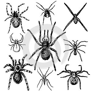 Spider or arachnid species, most dangerous insects in the world photo