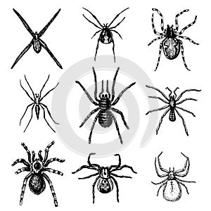 Spider or arachnid species, most dangerous insects in the world photo