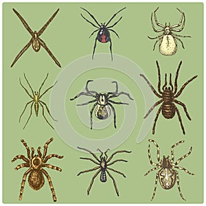 Spider or arachnid species, most dangerous insects in the world