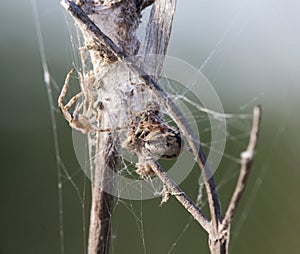 Spider-Araneae knit a net in nature