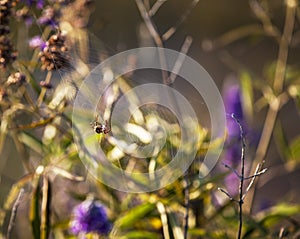 Spider-Araneae knit a net in nature photo