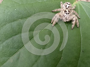 a spider & x28;araneae& x29; on a Sancang leaf & x28;premna microphylla& x29;