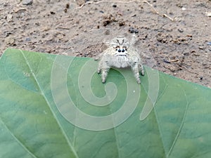 a spider (araneae) on a Sancang leaf (premna microphylla)