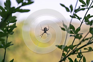 Spider araneae species on a web.