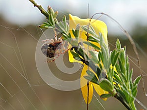 Spider Araneidae Alcupeira Ceropegia