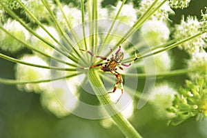 Spider(Araneidae).