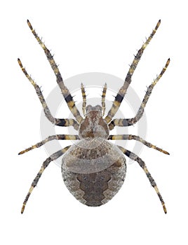 Spider Araneus angulatus