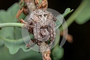 Spider - Araneus Angulatus