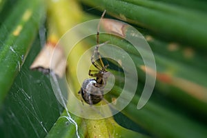 Spider araneus cavaticus in plant