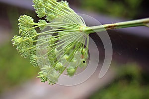 The spider Araneus cingulatus, his web and the pupal chamber