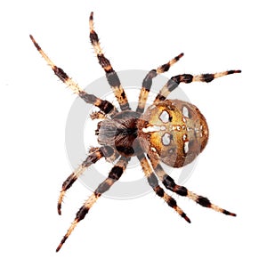Spider Araneus diadematus