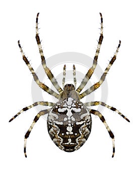 Spider Araneus diadematus