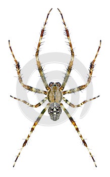 Spider Araneus diadematus male