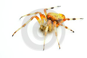 Spider Araneus Marmoreus