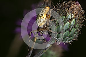 Spider Araneus marmoreus - close up photo
