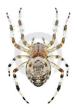 Spider Araneus marmoreus female