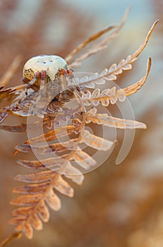 Spider Araneus marmoreus on old dry fern