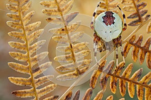 Spider Araneus marmoreus on old fern