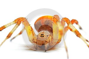 Spider Araneus Marmoreus on white background photo