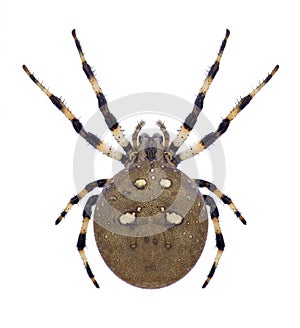 Spider Araneus quadratus