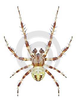 Spider Araneus quadratus male