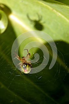 Spider Araniella alpica on its web photo