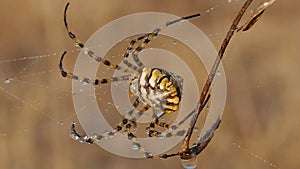 Spider argiope