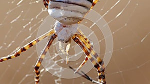 Spider argiope