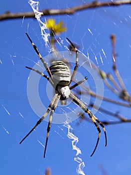 Spider (Argiope bruennichi) on spiderweb