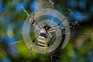 Spider Argiope bruennichi or Wasp-spider. Spider and his victim fly on the web. Closeup photo of Wasp spider.