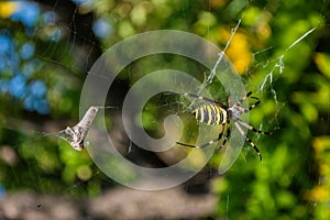 Spider Argiope bruennichi or Wasp-spider. Spider and his victim grasshopper on the web. Closeup photo of Wasp spider.