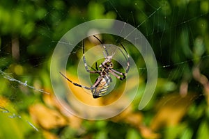 Spider Argiope bruennichi or Wasp-spider. Spider and his victim grasshopper on the web. Closeup photo of Wasp spider.